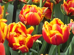 tulipsNL (32)